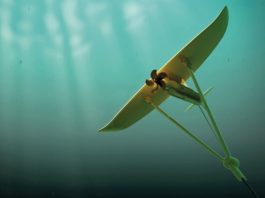 Minesto and Schneider Electric collaborate on ocean energy farms